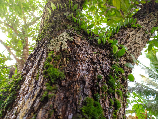 长满青苔的树图片下载