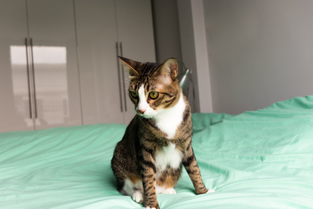 灰色和白色的猫看着摄像头在绿色的床上的卧室图片下载