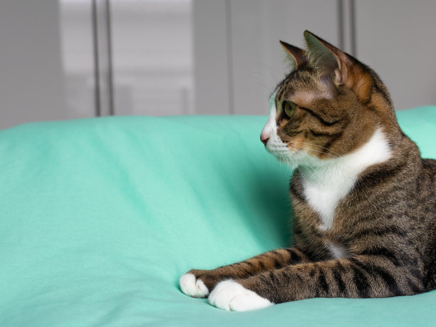 灰色和白色的猫躺在绿色的床上图片下载