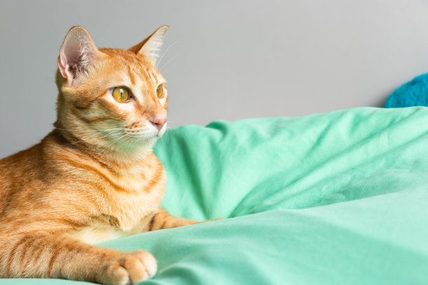 卧室绿色床上的橙色猫看着摄像机图片下载