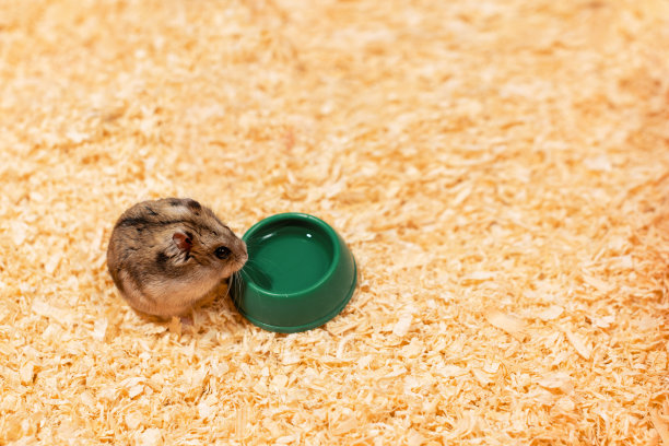 仓鼠靠近水碗在木屑背景，俯视图图片下载
