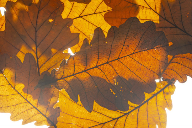 白色的秋叶特写。图片下载