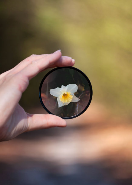 手拿放大镜分析水仙花的垂直镜头图片下载