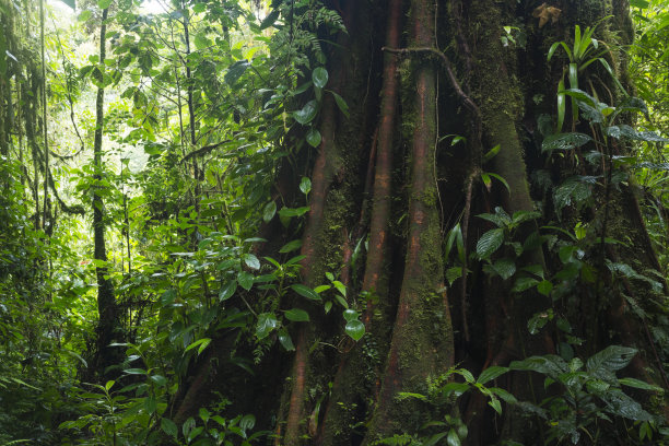中美洲的热带森林景观图片下载