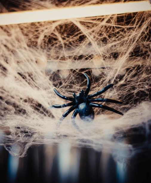 万圣节装饰狼蛛蜘蛛图片下载