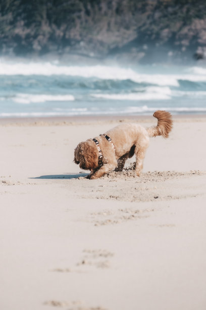 狗狗在沙滩上挖洞，沙子和海浪在后面拍打图片下载