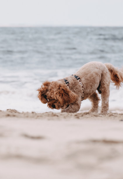 狗在海滩上探索，挖掘，沙子和大海，海浪在后面拍打图片下载