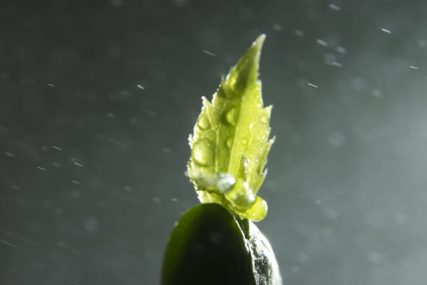 苹果树的种子图片下载