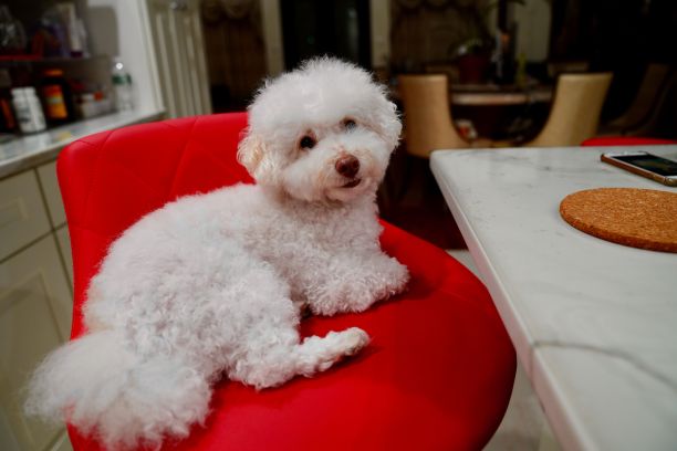 一只可爱的比雄犬小狗躺在餐厅的红色椅子上图片下载