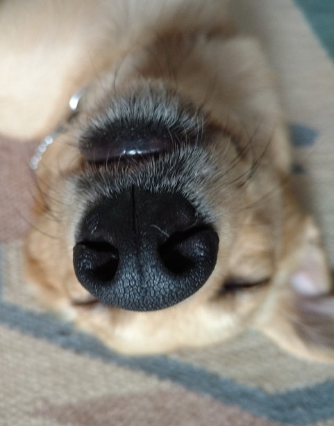 狗的鼻子特写图片下载