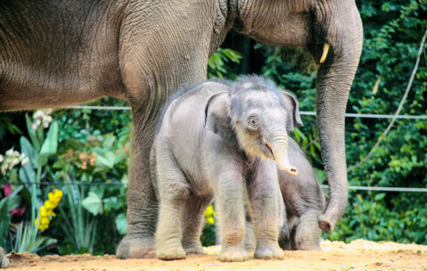 大象妈妈带着她可爱的宝宝图片下载
