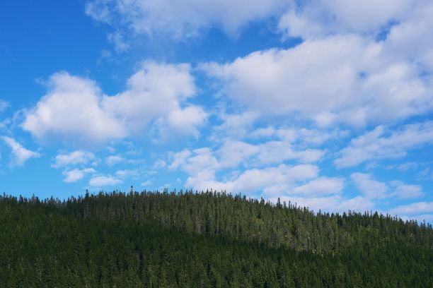 阳光明媚的一天，挪威一座美丽森林的低角度照片图片下载