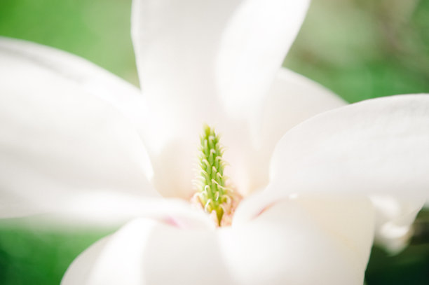 玉兰花图片下载