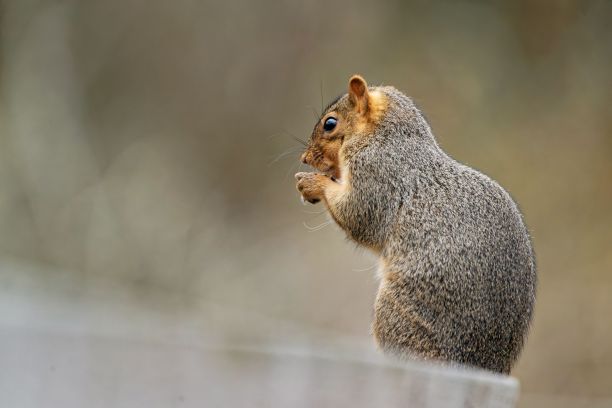 狐松鼠(Sciurus niger)站在木栅栏上，在模糊的背景下望向一边图片下载