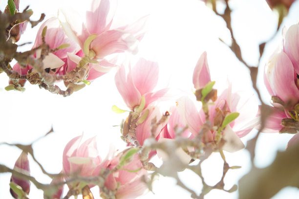 木兰树图片下载