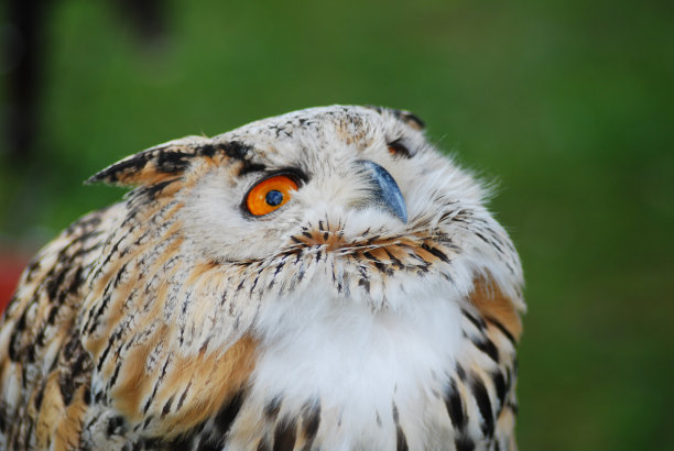 一只可爱的鹰鸮在模糊的背景上的特写镜头图片下载