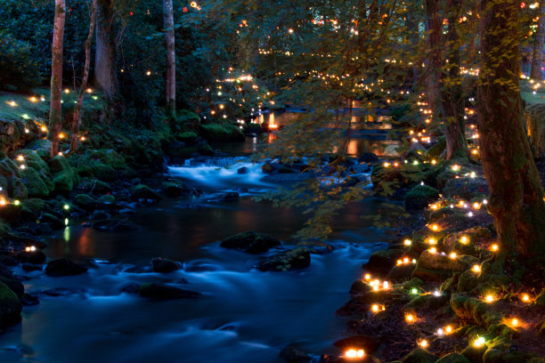 美丽的照片拍摄的森林被萤火虫照亮，创造了一个浪漫的电影场景图片下载