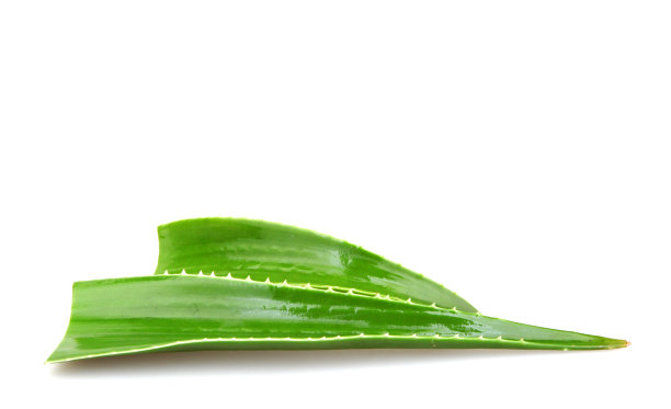 白色背景下的芦荟叶子的特写——医学概念图片下载