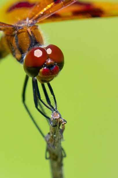 一只蜻蜓栖息在植物的蒸汽上的微距镜头图片下载
