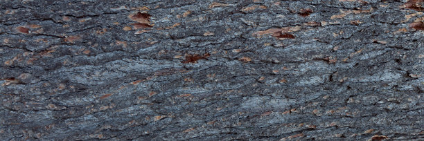 树皮的背景。图片下载