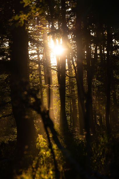 傍晚，阳光透过树林的美丽照片图片下载