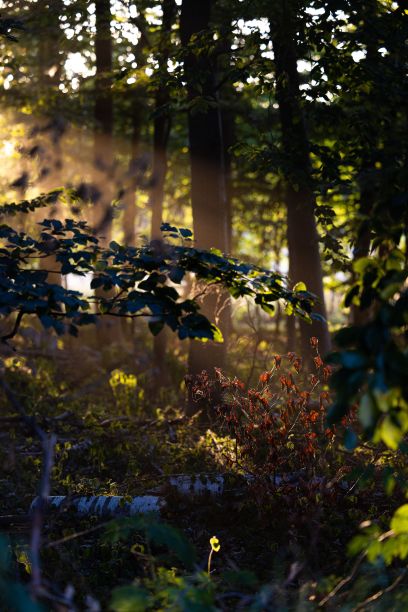 傍晚，阳光透过树林的美丽照片图片下载