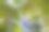 一只背上有黑、绿、白条纹的绿色蚱蜢，坐在一朵蓝蓟紫水晶的杏花上——紫水晶杏花。特写细节。水平图片下载