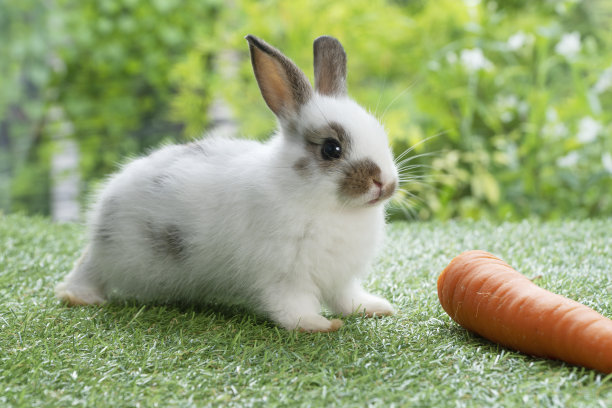 可爱的小兔子兔子吃新鲜的橙色胡萝卜坐在绿色草地上的自然背景。毛毛兔子棕色，白色兔子在春天吃有机胡萝卜。复活节动物概念图片下载