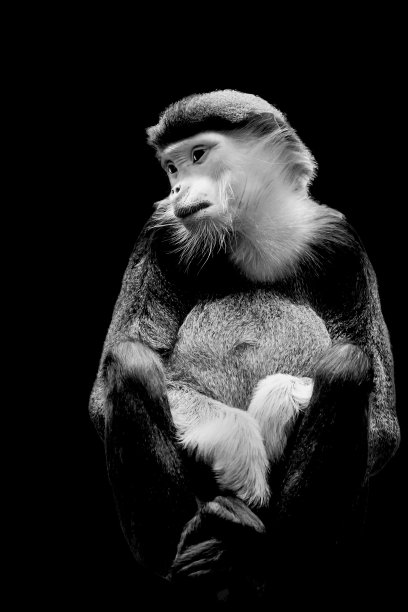 一只可爱的猴子的灰度照片图片下载