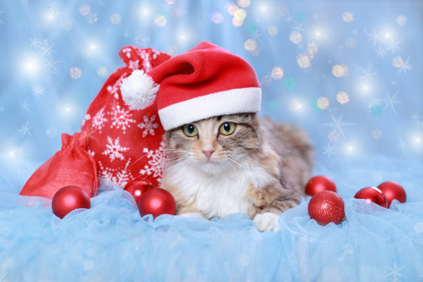 戴着圣诞老人帽子的绿眼睛猫坐在蓝色背景上，上面有闪闪发光的灯光或星星。新年佳节背景。圣诞猫与圣诞球和装饰。冬天的季节。2023图片下载