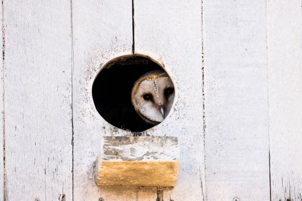 一只猫头鹰透过鸟屋的洞往外看的特写图片下载