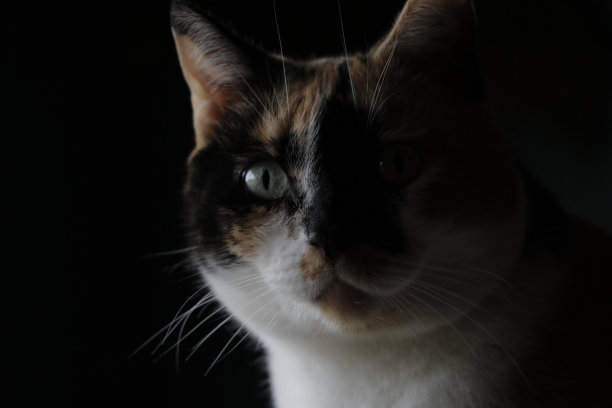 猫的肖像图片下载