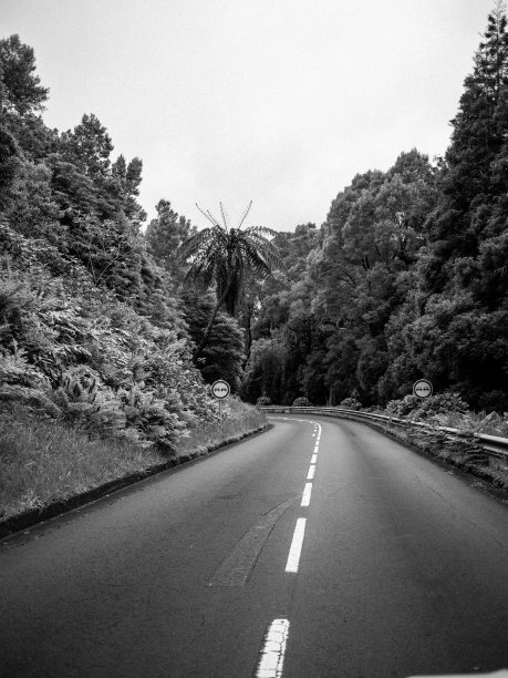 树林间道路的灰度照片图片下载