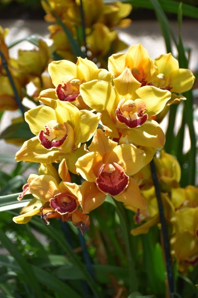 阳光下花园中美丽的黄色兰花的垂直照片图片下载