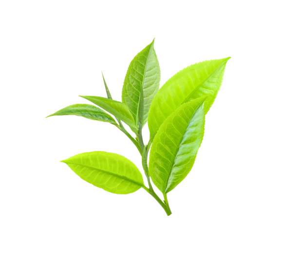茶叶孤立在白色上图片下载