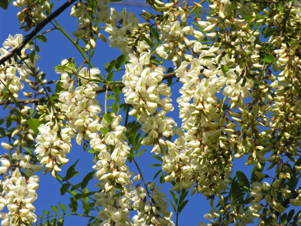 蓝蓝的天空映衬着盛开的白色金合欢。图片下载