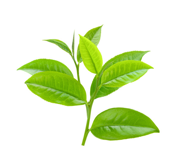 白色背景的茶叶图片下载