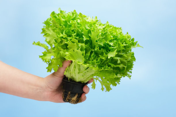 人的手拿着一个在蓝色背景的锅里的有机绿色生菜沙拉。图片下载