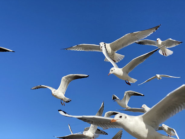 迎着蓝天飞翔的海鱼展开翅膀飞翔图片下载