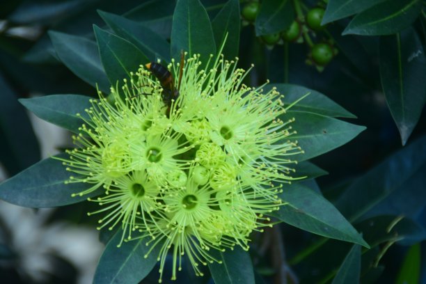 nectar-producing花图片下载