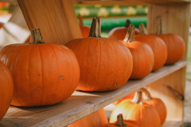 Pumpkins.Farm。万圣节的小花园里有许多亮橙色的南瓜。阳光明媚的十月户外下午。背景为秋，秋。图片下载