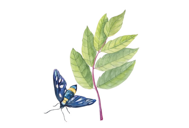 蝴蝶在树叶上的水彩画插图。明亮的颜色为令人惊叹的白色孤立的背景设计。古董水彩风格图片下载