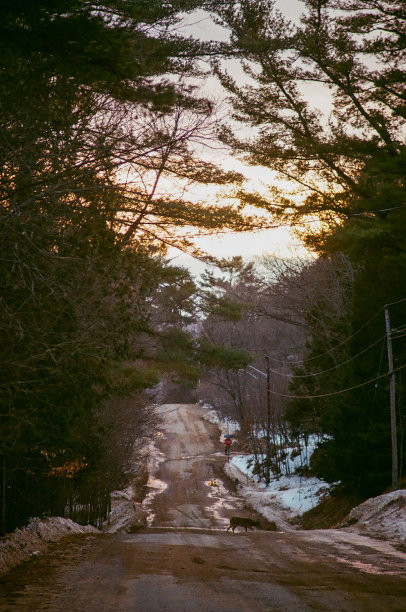 冬天森林边的乡间小路上的鹿图片下载