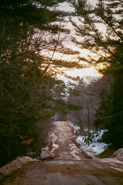 冬天森林边的乡间小路上的鹿图片下载