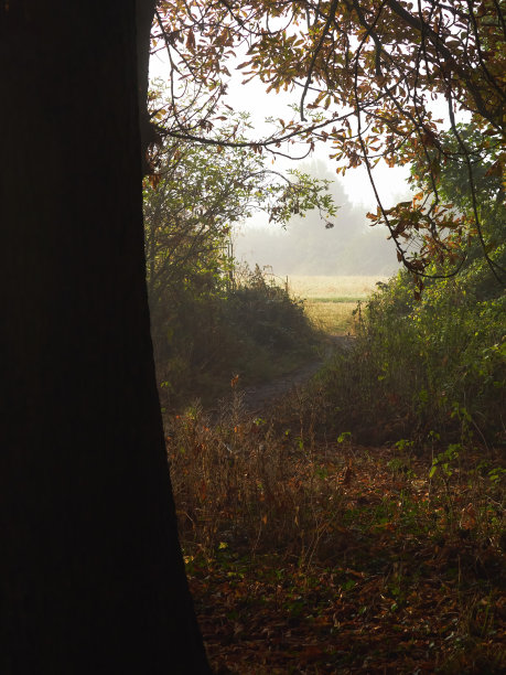 精灵森林图片下载