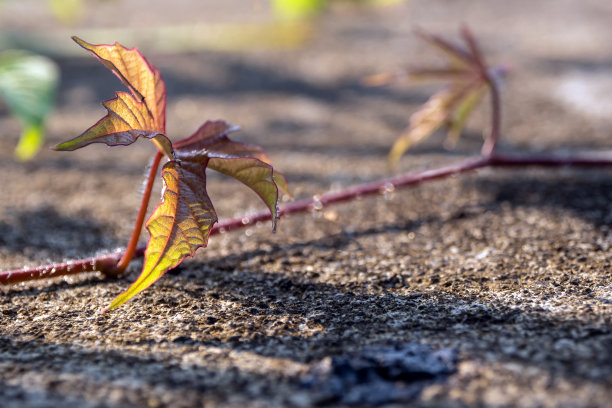 在混凝土地板上的白癜风的幼叶匍匐藤图片下载