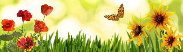 花园里美丽的花朵特写图片下载