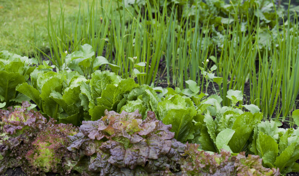 菜园里有许多可食用的植物——沙拉叶子，如生菜、甜菜、菠菜和蚕豆。图片下载