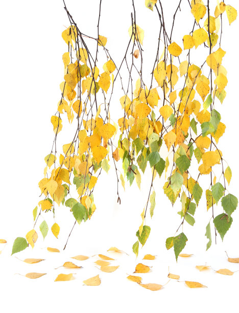 白桦树的树枝在秋天孤立在白色的背景上。图片下载