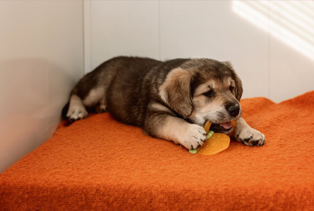 一只棕色的小狗在玩玩具图片下载